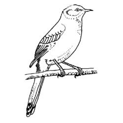 Dibujo para colorear: Aves (Animales) #12060 - Dibujos para Colorear e Imprimir Gratis