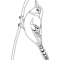 Dibujo para colorear: Aves (Animales) #12063 - Dibujos para Colorear e Imprimir Gratis