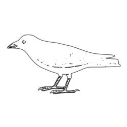 Dibujo para colorear: Aves (Animales) #12072 - Dibujos para Colorear e Imprimir Gratis