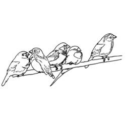 Dibujo para colorear: Aves (Animales) #12076 - Dibujos para Colorear e Imprimir Gratis