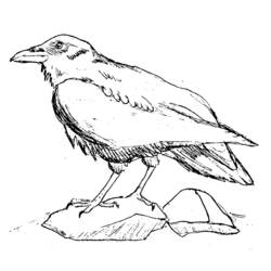 Dibujo para colorear: Aves (Animales) #12079 - Dibujos para Colorear e Imprimir Gratis