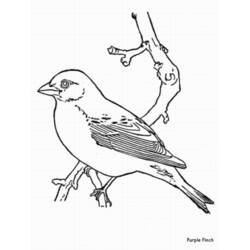 Dibujo para colorear: Aves (Animales) #12090 - Dibujos para Colorear e Imprimir Gratis