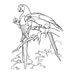 Dibujo para colorear: Aves (Animales) #12104 - Dibujos para Colorear e Imprimir Gratis