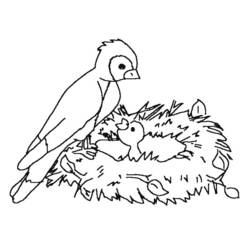 Dibujo para colorear: Aves (Animales) #12145 - Dibujos para Colorear e Imprimir Gratis