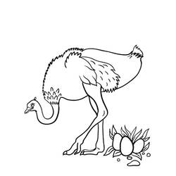 Dibujo Avestruz (Animales) #204549 para imprimir y colorear