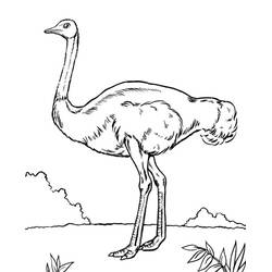 Dibujo Avestruz (Animales) #204564 para imprimir y colorear
