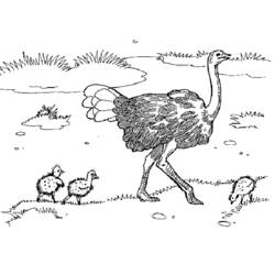 Dibujo para colorear: Avestruz (Animales) #680 - Dibujos para Colorear e Imprimir Gratis