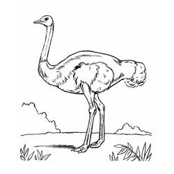 Dibujo para colorear: Avestruz (Animales) #752 - Dibujos para Colorear e Imprimir Gratis