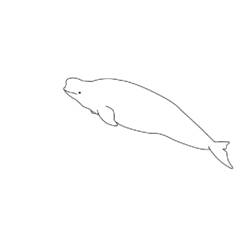 Dibujo para colorear: Beluga (Animales) #1040 - Dibujos para Colorear e Imprimir Gratis