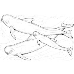 Dibujo para colorear: Beluga (Animales) #1044 - Dibujos para Colorear e Imprimir Gratis