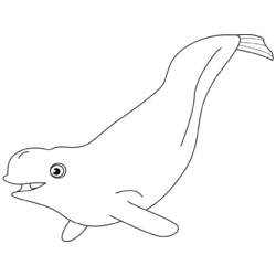 Dibujo para colorear: Beluga (Animales) #1049 - Dibujos para Colorear e Imprimir Gratis
