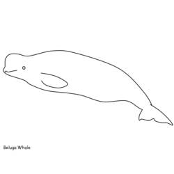 Dibujos para colorear: Beluga - Dibujos para colorear
