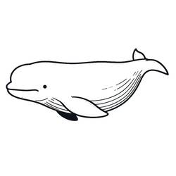 Dibujo Beluga (Animales) #210350 para imprimir y colorear