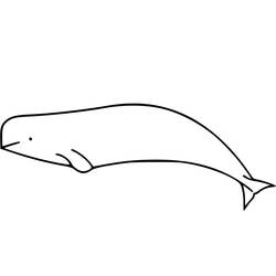 Dibujo Beluga (Animales) #210351 para imprimir y colorear