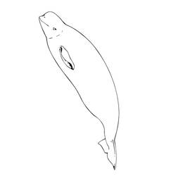 Dibujo Beluga (Animales) #210352 para imprimir y colorear