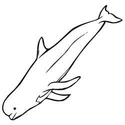 Dibujo Beluga (Animales) #210354 para imprimir y colorear