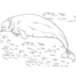 Dibujo Beluga (Animales) #210355 para imprimir y colorear