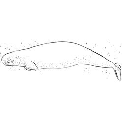 Dibujo Beluga (Animales) #210356 para imprimir y colorear