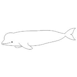 Dibujo Beluga (Animales) #210358 para imprimir y colorear