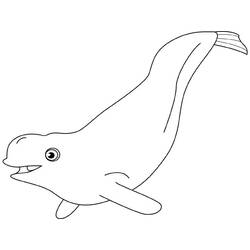 Dibujo Beluga (Animales) #210359 para imprimir y colorear