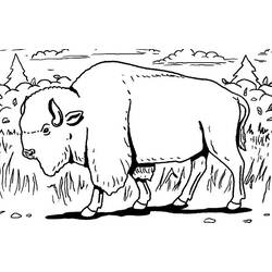 Dibujo para colorear: Bisonte (Animales) #1193 - Dibujos para Colorear e Imprimir Gratis