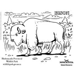 Dibujo para colorear: Bisonte (Animales) #1202 - Dibujos para Colorear e Imprimir Gratis