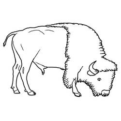 Dibujo para colorear: Bisonte (Animales) #1282 - Dibujos para Colorear e Imprimir Gratis