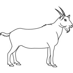 Dibujo para colorear: Cabra (Animales) #2365 - Dibujos para Colorear e Imprimir Gratis