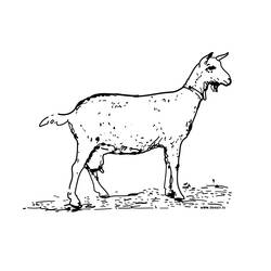 Dibujo para colorear: Cabra (Animales) #2376 - Dibujos para Colorear e Imprimir Gratis