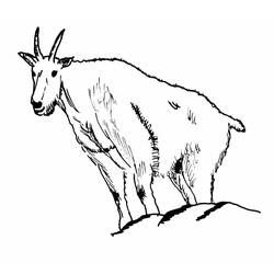 Dibujo para colorear: Cabra (Animales) #2386 - Dibujos para Colorear e Imprimir Gratis