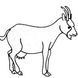Dibujo para colorear: Cabra (Animales) #2396 - Dibujos para Colorear e Imprimir Gratis