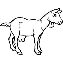 Dibujo para colorear: Cabra (Animales) #2408 - Dibujos para Colorear e Imprimir Gratis