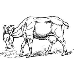Dibujo para colorear: Cabra (Animales) #2414 - Dibujos para Colorear e Imprimir Gratis