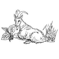 Dibujo para colorear: Cabra (Animales) #2418 - Dibujos para Colorear e Imprimir Gratis
