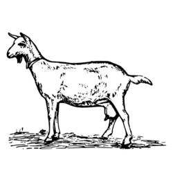 Dibujo para colorear: Cabra (Animales) #2465 - Dibujos para Colorear e Imprimir Gratis