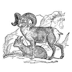 Dibujo para colorear: Cabra (Animales) #2483 - Dibujos para Colorear e Imprimir Gratis