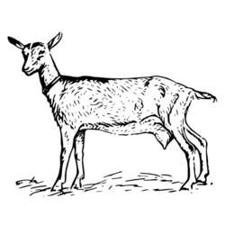 Dibujo para colorear: Cabra (Animales) #2508 - Dibujos para Colorear e Imprimir Gratis