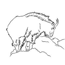 Dibujo para colorear: Cabra (Animales) #2559 - Dibujos para Colorear e Imprimir Gratis