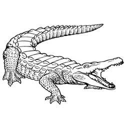 Dibujo Caimán (Animales) #210227 para imprimir y colorear