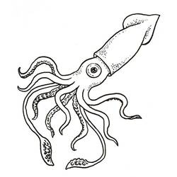 Dibujo Calamar (Animales) #208871 para imprimir y colorear