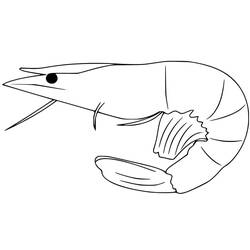 Dibujo Camarón (Animales) #208543 para imprimir y colorear