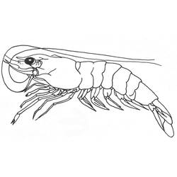 Dibujo Camarón (Animales) #208566 para imprimir y colorear