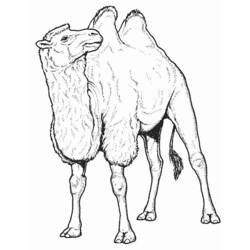 Dibujo para colorear: Camello (Animales) #1665 - Dibujos para Colorear e Imprimir Gratis
