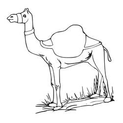 Dibujo Camello (Animales) #205493 para imprimir y colorear