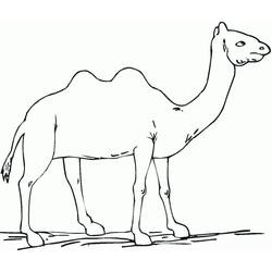 Dibujo Camello (Animales) #205501 para imprimir y colorear