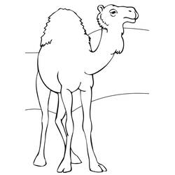 Dibujo Camello (Animales) #205509 para imprimir y colorear