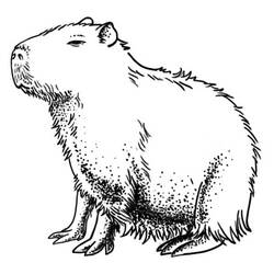 Dibujo para colorear: Capibara (Animales) #207604 - Dibujos para Colorear e Imprimir Gratis