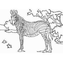 Dibujo para colorear: Cebra (Animales) #12956 - Dibujos para Colorear e Imprimir Gratis