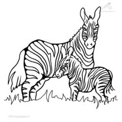 Dibujo para colorear: Cebra (Animales) #13023 - Dibujos para Colorear e Imprimir Gratis