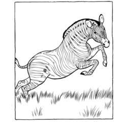 Dibujo para colorear: Cebra (Animales) #13058 - Dibujos para Colorear e Imprimir Gratis